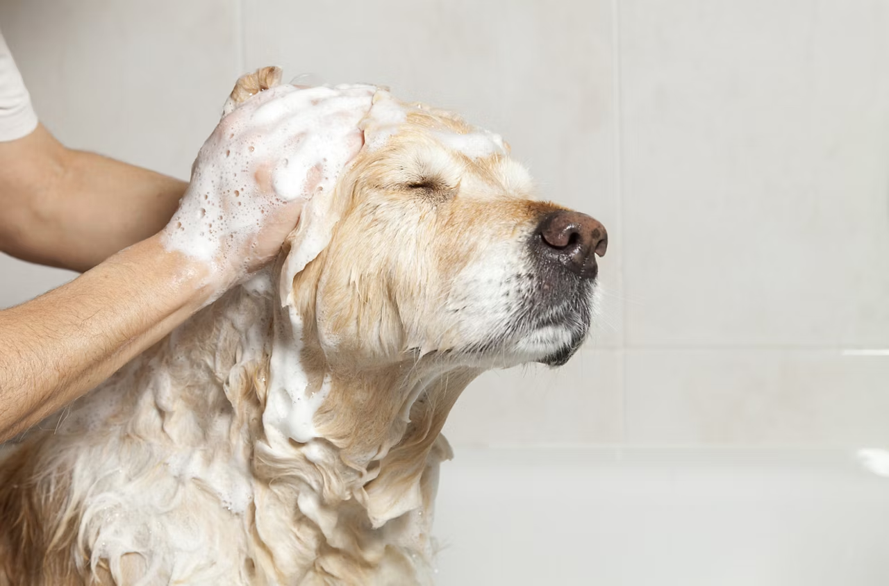 Caring for Canines