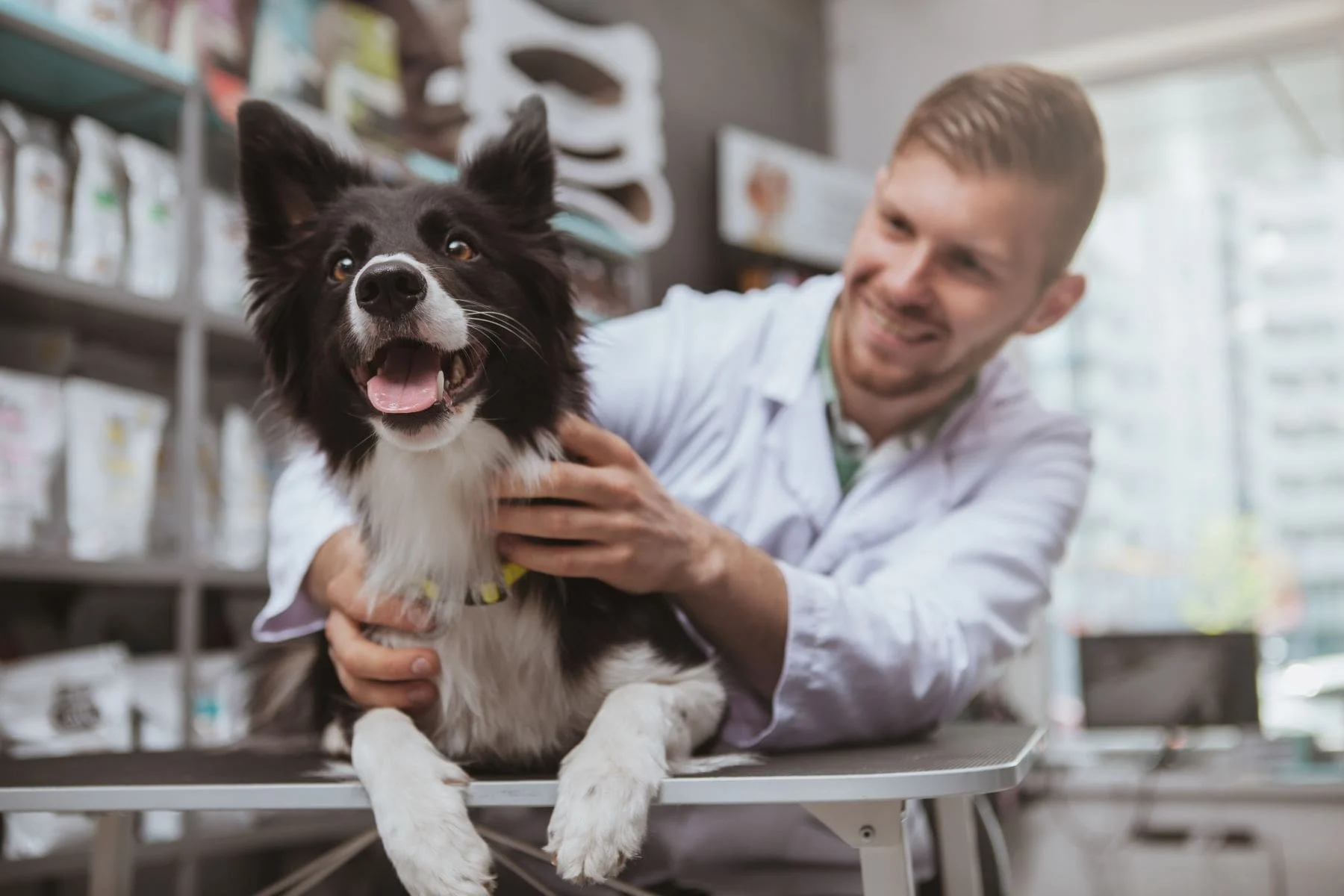 Professional pet care training in action